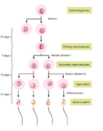 sperm-production.png