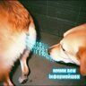 SutuliyDog