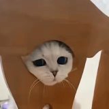 🐱
