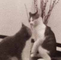 cat fight GIF cat fight GIF