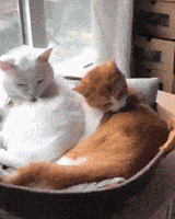adorable cats GIF adorable cats GIF
